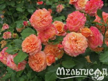 Дизайн без названия (21)