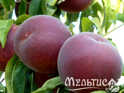 Дизайн без названия