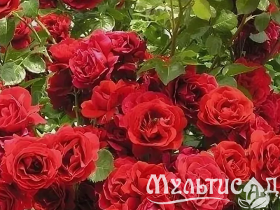 Креатив без названия (1)