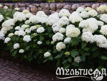 image_8165532_16175637