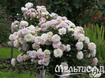 Туя (53)