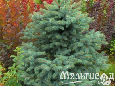 Туя - 2025-11-15T101716.004