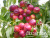 full_persik-lola-5 full_persik-lola-5