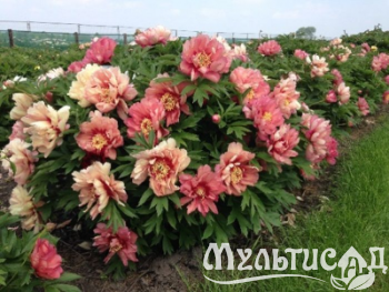 Креатив без названия (31)