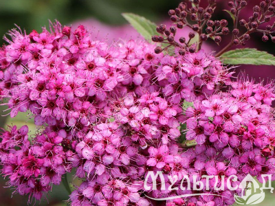 image_8165532_16177543