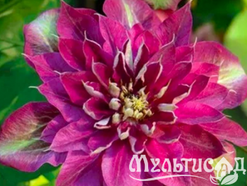 image_7681564_14949687