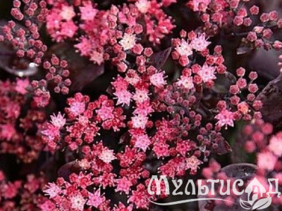 Креатив без названия (26)