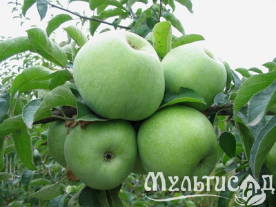 Дизайн без названия (4)