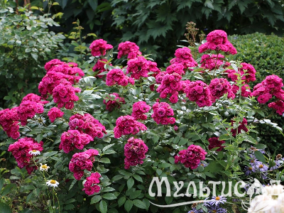 image_8165532_16141582