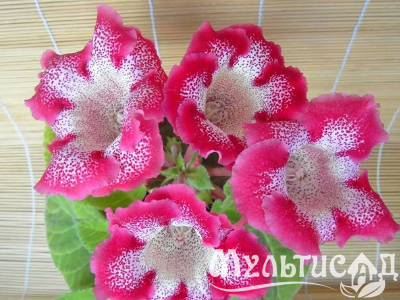 image_8096768_16080920