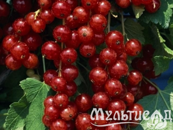Креатив без названия (11)