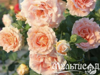 Дизайн без названия (26)