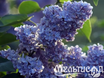 Креатив без названия (4)